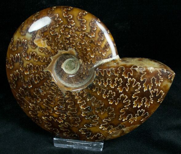 Cleoniceras Ammonite Fossil - Madagascar #7351